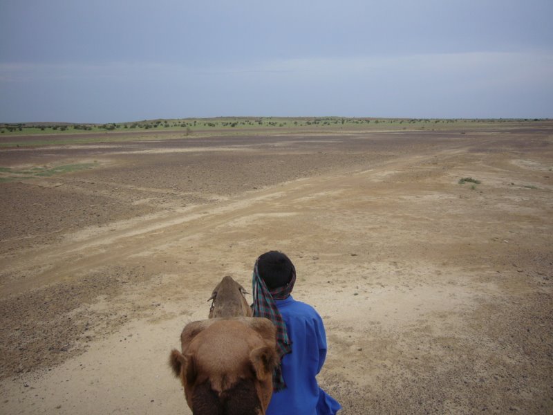 Travel - India - Rajasthan - Desert Camel Trip - Camel Safari